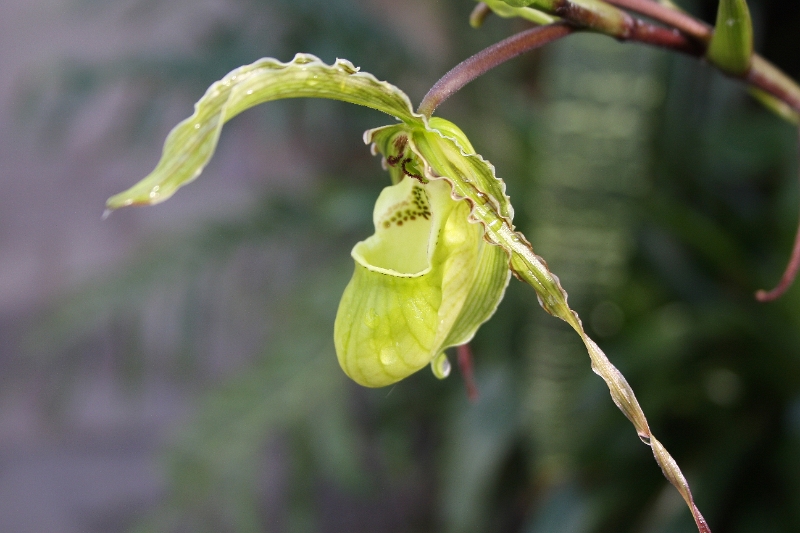 Linz (Bot. Garten)_9669.jpg